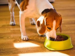 A new study claims peas may increase the risk of heart disease in dogs
