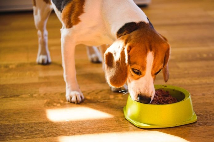 A new study claims peas may increase the risk of heart disease in dogs