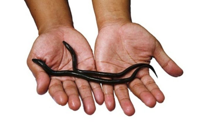 Chinese man inserts a live eel into rectum to cure constipation