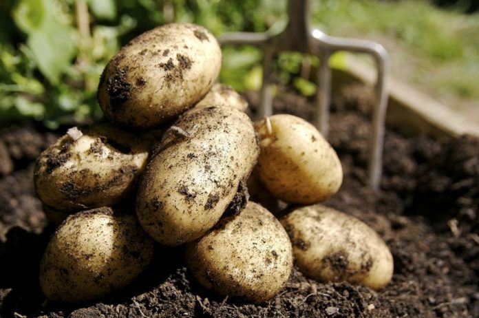 Is it dangerous to eat green or sprouted potatoes? - this is what experts say