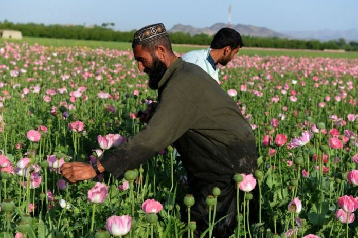The Poppy War: America's failure in Afghanistan proved a boon for Taliban