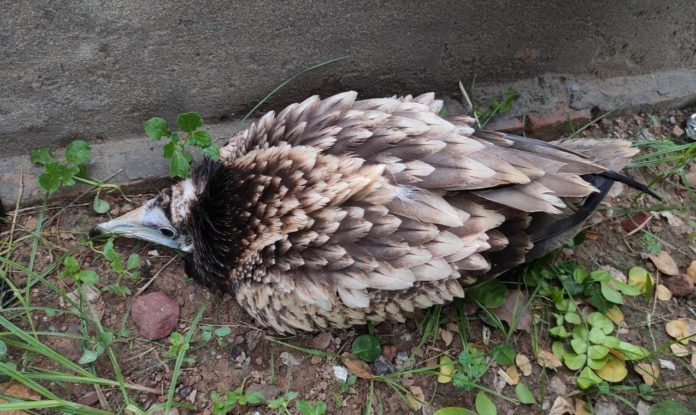 Wildlife NGO rescues an endangered Egyptian vulture