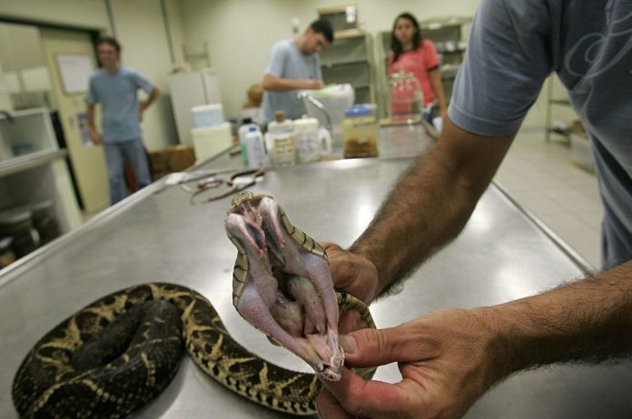 A deadly snake venom that kills Coronavirus up to 75%