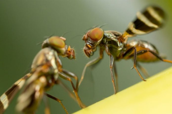 A new study in fruit flies reveals the dance of key proteins behind circadian rhythms