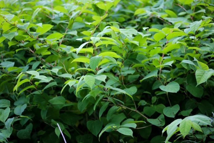 Japanese Knotweed extract may cut cancer risk of processed meat such as bacon and sausages