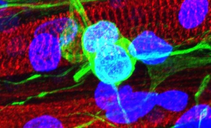 Neuromuscular Diseases: Study shows how our muscles and neurons connect