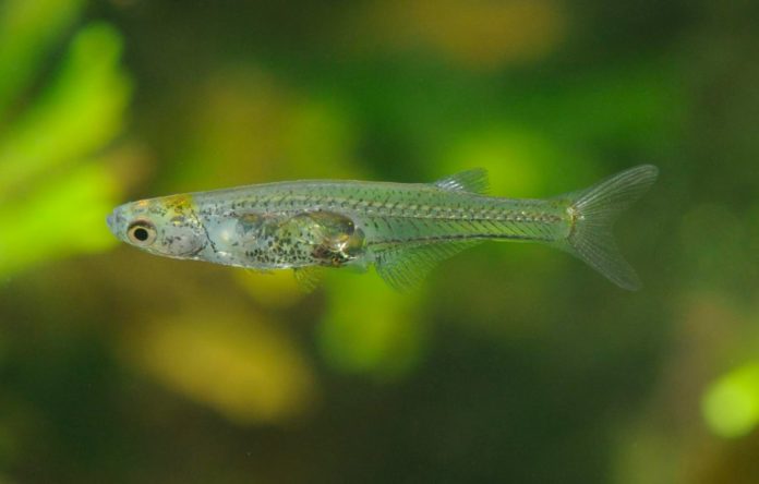 The fish that looks in the brain: New fish species found in Myanmar