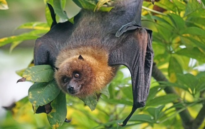 Viruses almost identical to SARS-CoV-2 found in bats