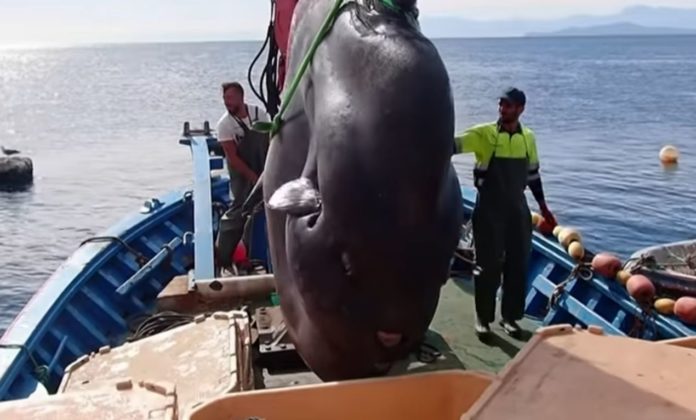 A huge sunfish weighing around two tonnes found tangled in tuna fishing nets - Video