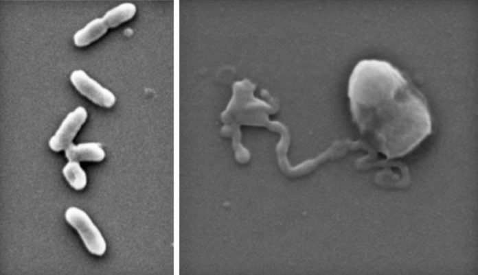 A superbug-killing coating that quickly destroys drug-resistant microorganisms without damaging human cells