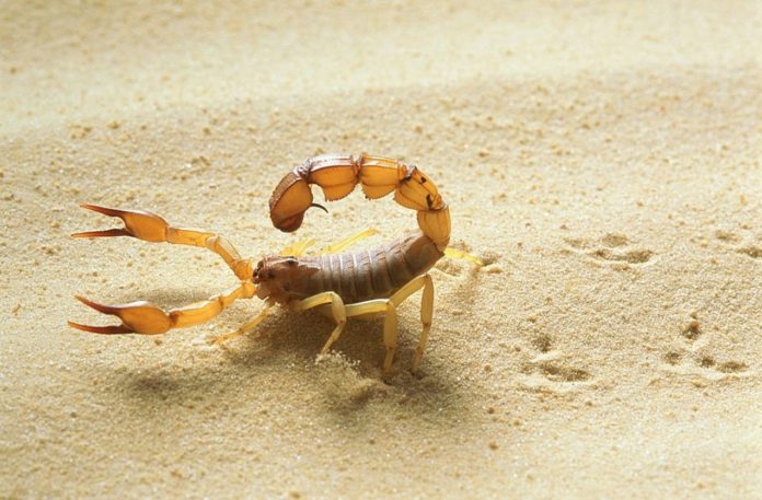 Deadly scorpion venoms may help combat the threat of new COVID-19 variants