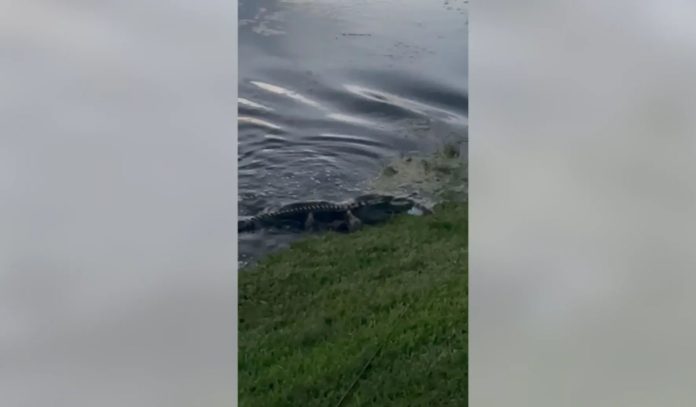 Florida Alligator covertly steals fish from 7-year-old boy in the spooky video