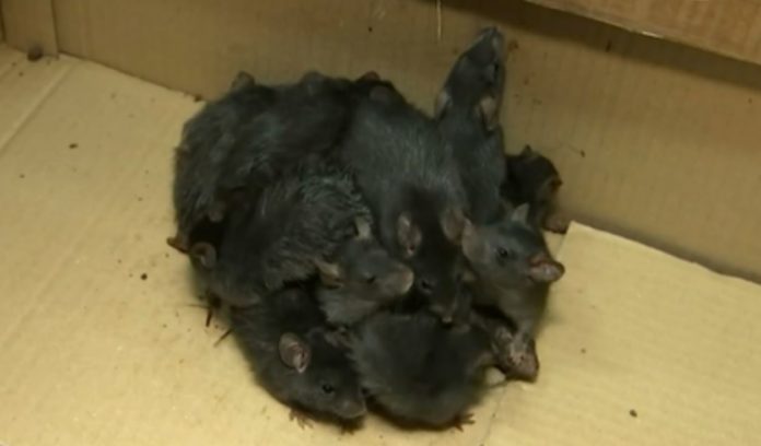 Live Rat King found last year in Estonia (News article included) :  r/natureismetal