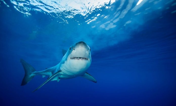 Sharks prey on surfers because they mistake them for seals as their food