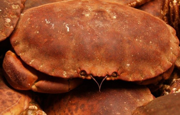 Underwater cables hypnotize crabs - scientists