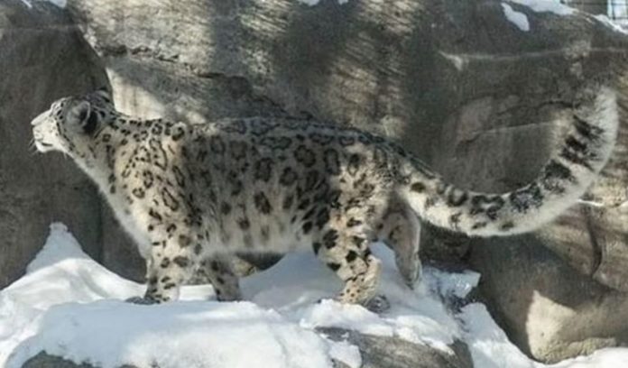 Covid kills three rare snow leopards at US zoo
