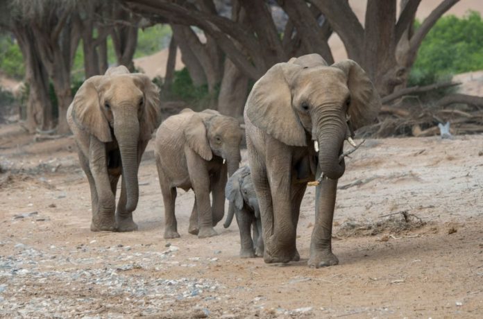 Ethiopian elephant species now endangered and under threat - says Oxford study