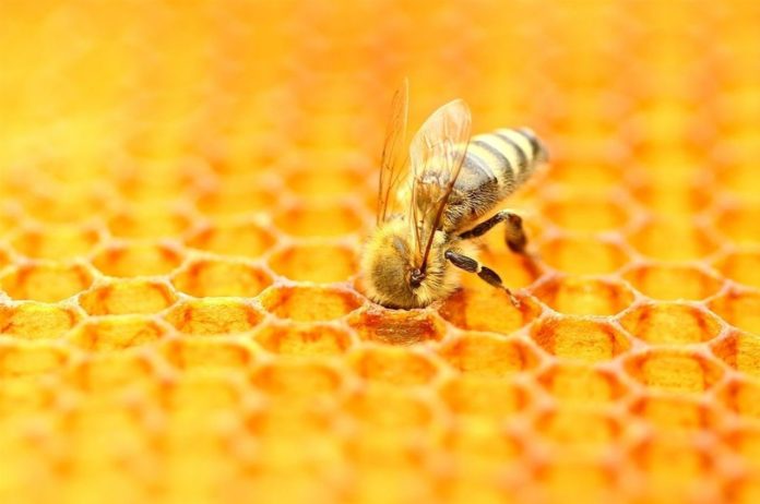 Lactobacillus apis, gut bacteria found in bees, can improve memory