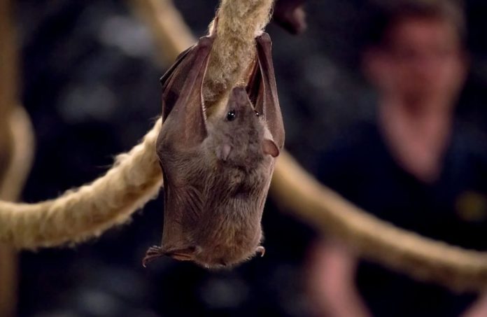 New coronavirus found in British bats may put humans at risk if mutates
