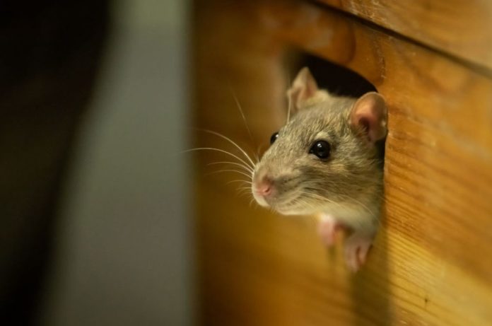 RATS could be the source of the next coronavirus: A new study warns that they may be asymptomatic carriers of SARS-like viruses