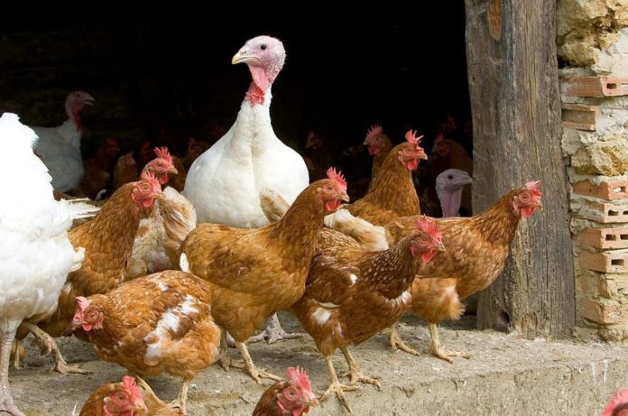This newly mutated variant of avian flu infects humans more easily - Experts warn