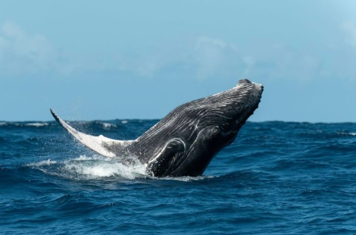 Whale Poop is essential for the world - says study