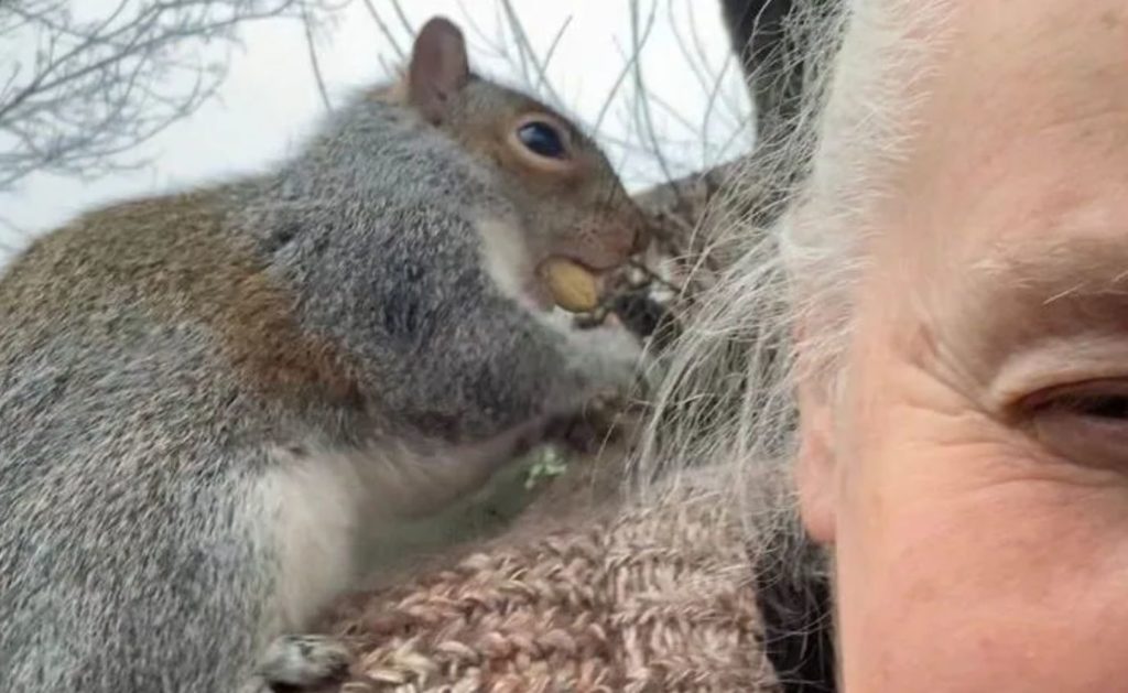 A gangster squirrel leaves at least 21 people injured: 