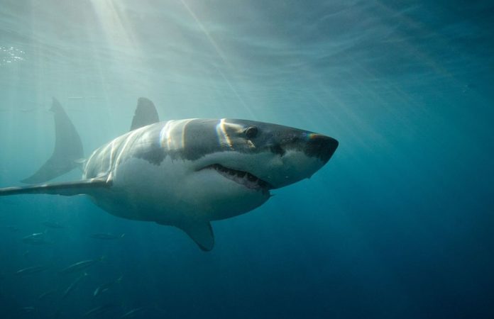 A protein found in Sharks is capable of neutralizing coronavirus in the body - new research shows