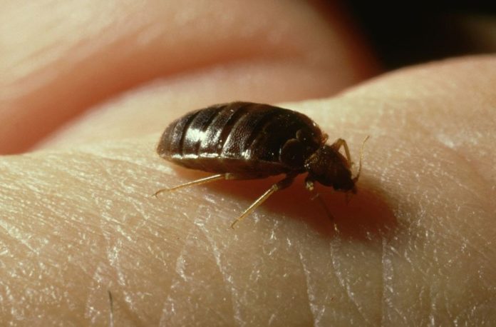Bed bugs don't like living in TAG'ed shelters like human skin, study shows