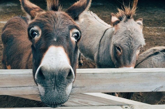 Donkeys make the first human industry tremble