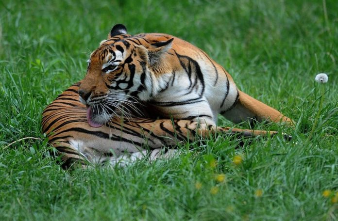 Florida man rescued from 4-yr-old Malayan tiger at Naples Zoo