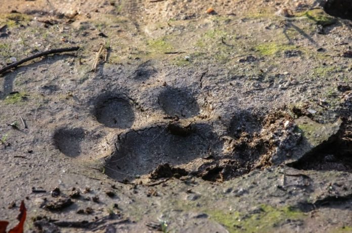 Footprints found at Laetoli Tanzania belongs to early humans not bears - study confirms