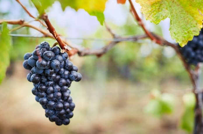 Grapes delay aging by 9% study shows