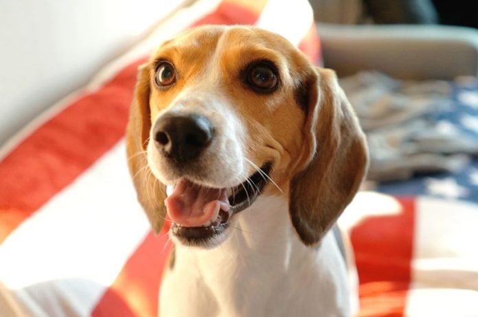 NIH under PETA investigation for $1.2M beagle purchase for 