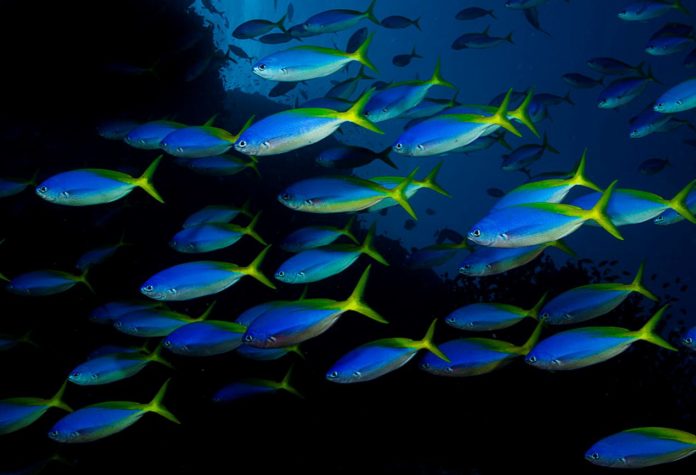 Ocean warming and acidification can disrupt fish shoals