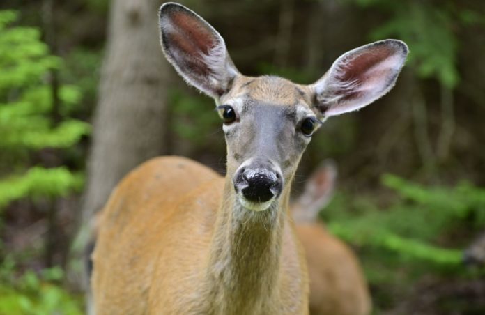 Oh deer! COVID-19 infection detected in about 35% of Northeast Ohio deer