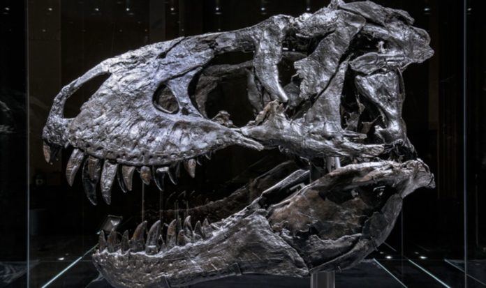 Researchers detect bone disease in Tyrannosaurus rex jaw