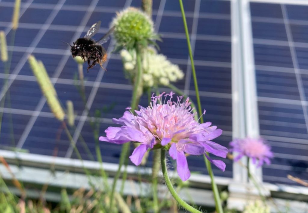 Solar parks could be used to support and boost pollinator populations, researchers say