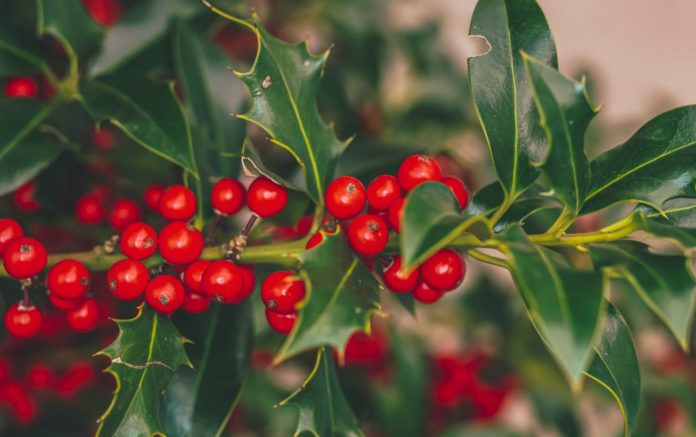 Which festive foliage should be on the naughty list? - Study finds