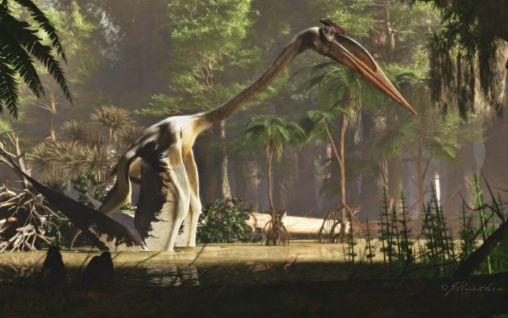 World’s largest pterosaur lived like today's herons