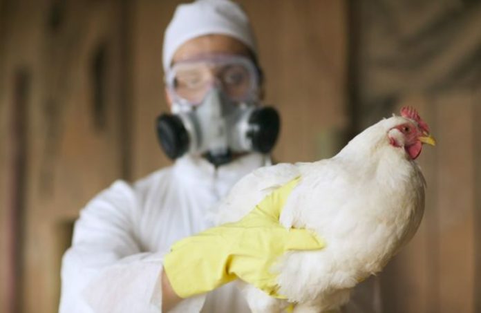 Amid Omicron surge, expert warns of new bird flu outbreak due to an emerging variant
