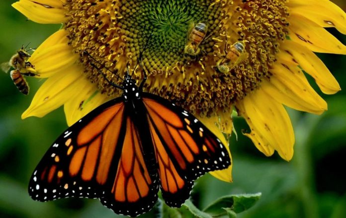 Common Air Pollutants Threaten Butterflies and Bees' Ability to Find Flowers