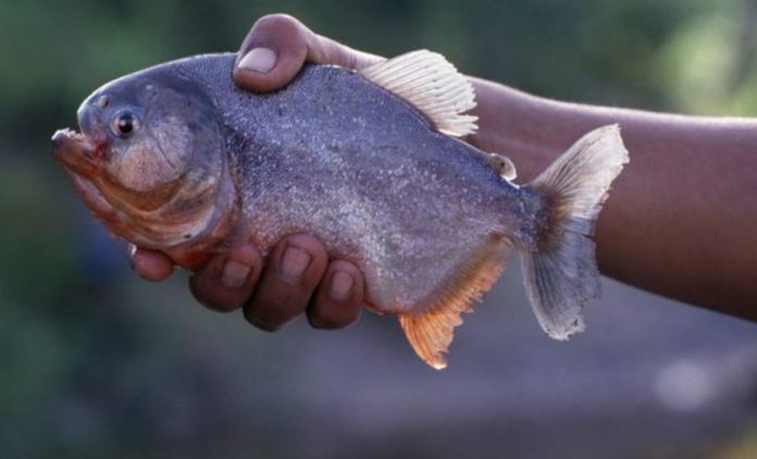 Deadly Piranha attack reportedly leaves 4 dead and at least 20 injured