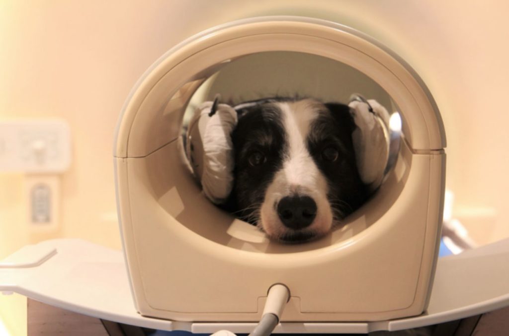 Dog brains like humans "can distinguish between speech and non-speech", new research shows