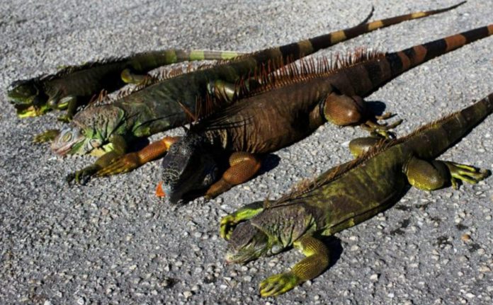 Don't look up, Florida: Frozen iguanas falling out of trees