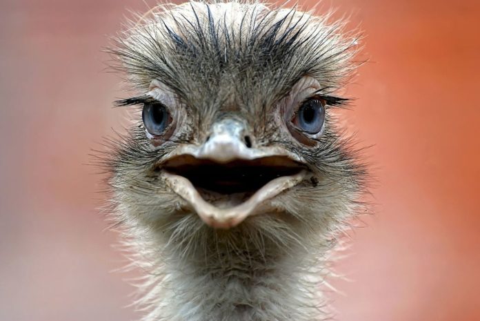 In China, escaped ostriches staged a 