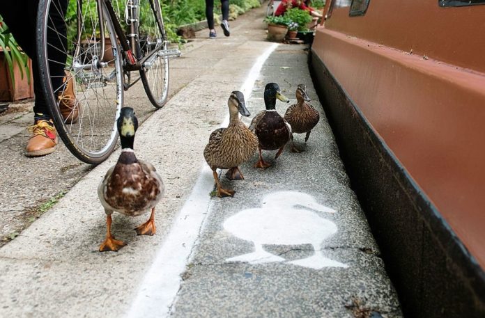 Man living with 160 ducks becomes infected with deadly new variant of bird flu