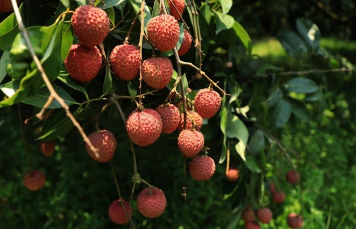 New study reveals the history of what humans did with lychee
