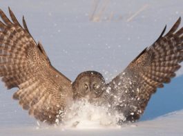 Owl wings could help make future aircraft, wind turbines quieter just like birds