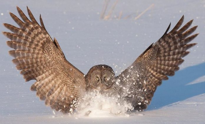 Owl wings could help make future aircraft, wind turbines quieter just like birds